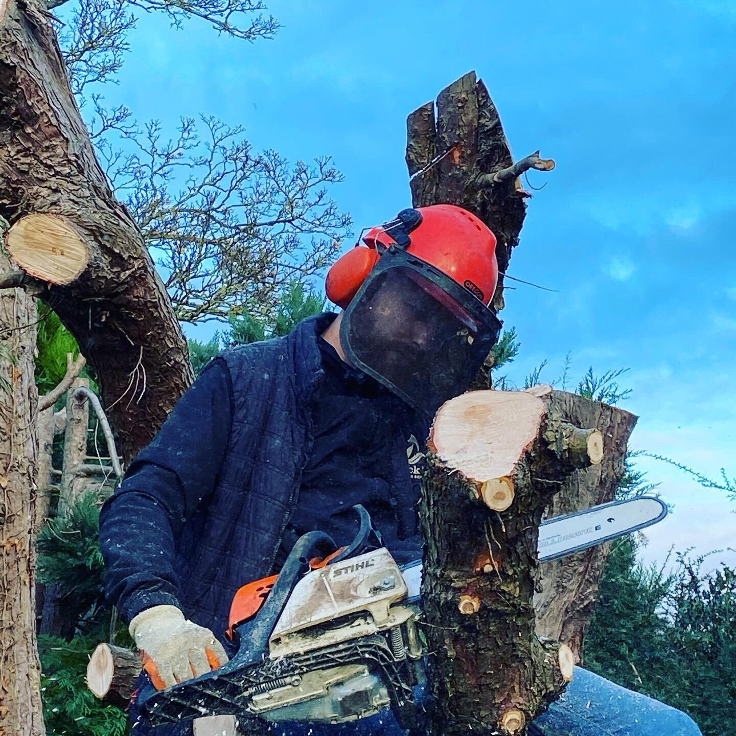 Tree Work